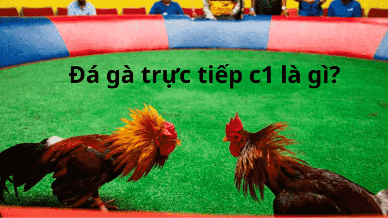 Tại sao nên xem trực tiếp đá gà Thomo hôm nay C1?